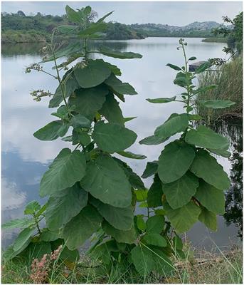 Phytochemical profiling, antioxidant, enzymatic inhibitory, and antibacterial activities of Wigandia ecuadorensis